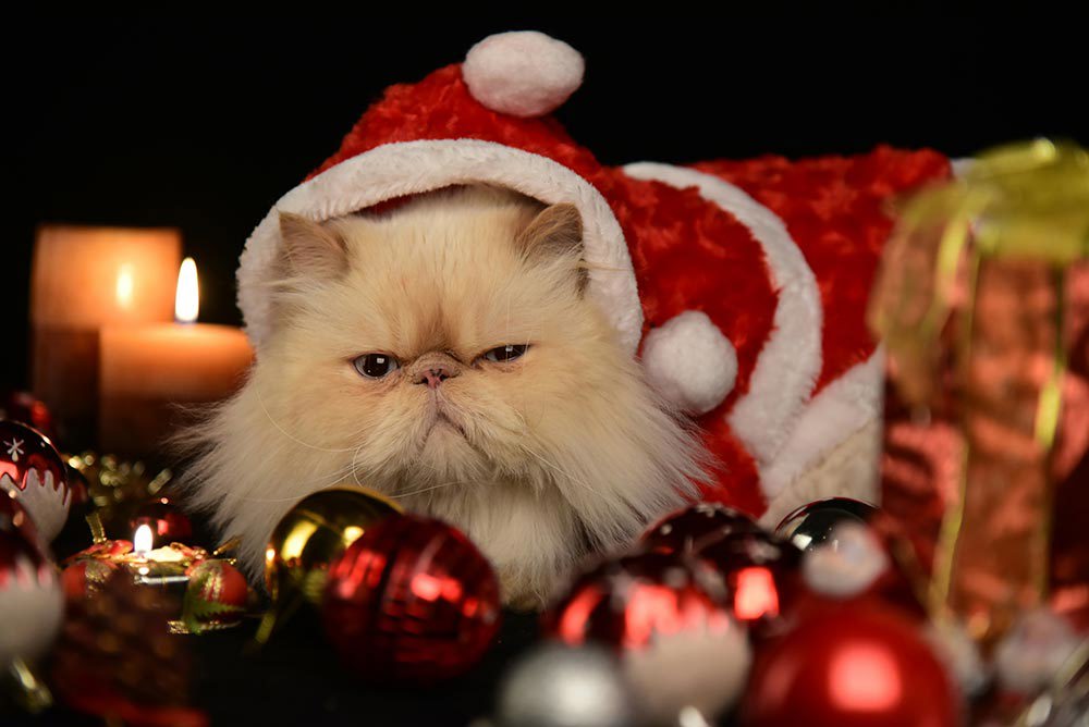 Grumpy Christmas Cat